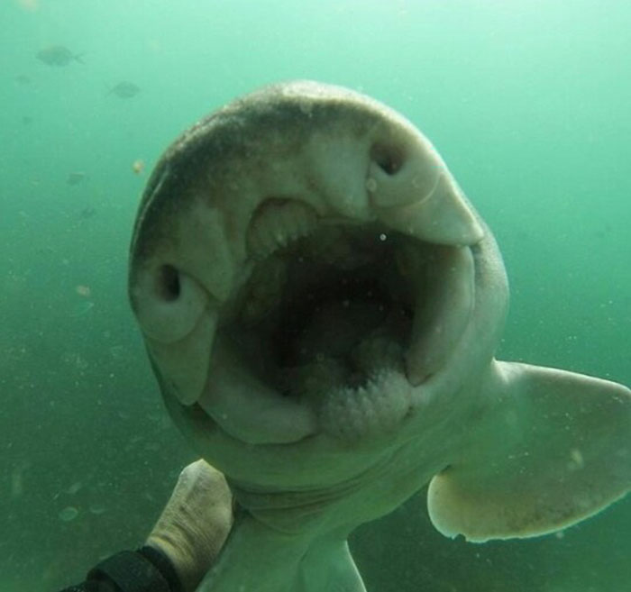 Unusual Friendship: Heartwarming Diver-Shark Bond as the Shark Seeks Cuddles in Every Encounter..D - LifeAnimal