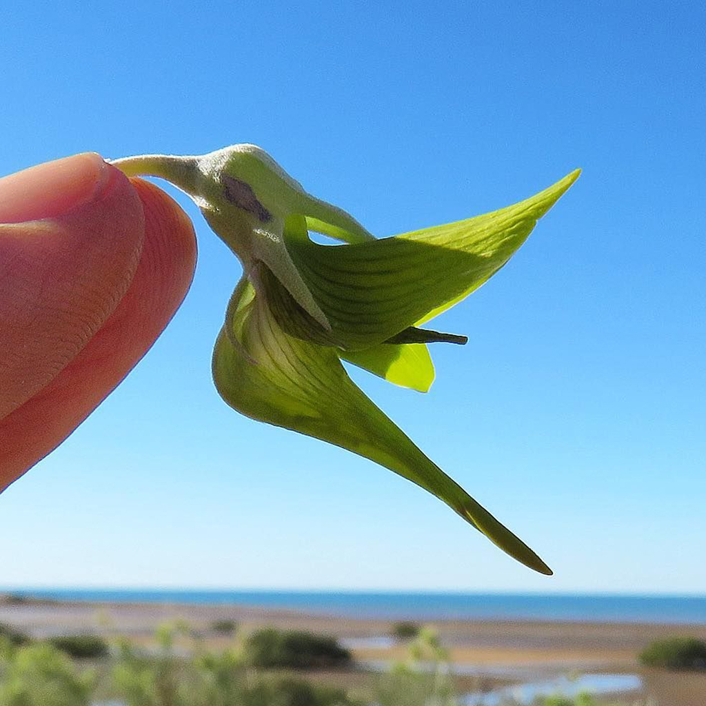 Unveiling a Strange Plant: Petals Shaped Like Hummingbirds Carry a Powerful Message - Sporting ABC