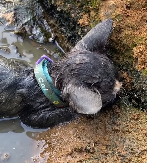 Rescue the poor kitten who fell into the ditch and luckily, a miracle happened at this fateful time that made everyone extremely happy