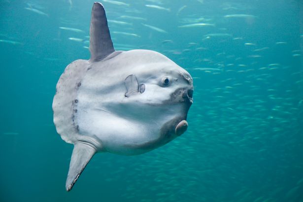 Huge 6ft 'alien creature' baffles beachgoers after washing up on shore