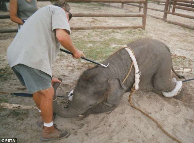 Heart-breaking Photos of the Process of Training Baby Elephants for the Circus - Sporting ABC