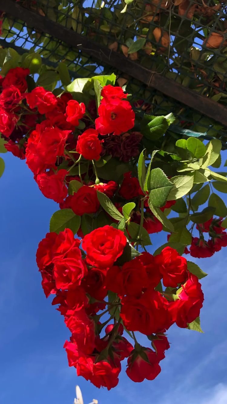 The Radiant Scarlet Rose: A Timeless Symbol of Love and Fiery Passion