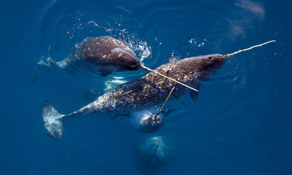 The Narwhal: A Captivating and Mysterious Arctic Creature - Making Global Headlines - Sporting ABC