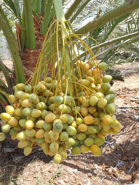 The Betel Leaf Plant – Weavıng Cultural Tradıtıons and Culınarƴ Delıghts -