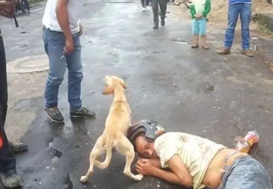 hd."Guardian of Valor: The Devoted and Fearless Dog Protecting Its Owner in Times of Peril" - LifeAnimal