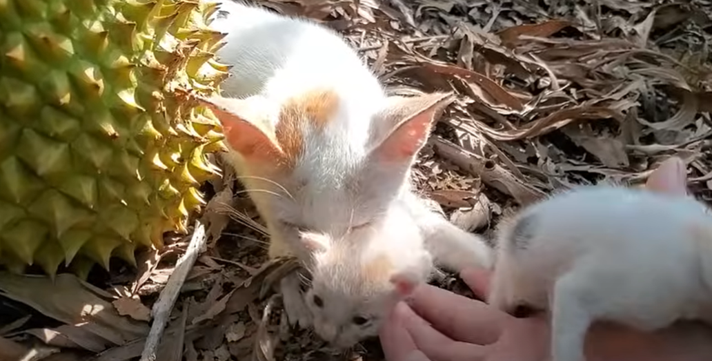 Newborn kitten cries when she sees her mother lying motionless on her left side full of thorns