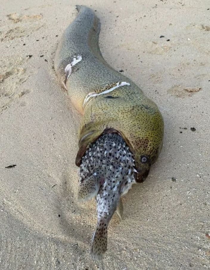 Eel Meets Untimely Demise After Ingesting Inflated Puffer Fish - Sporting ABC