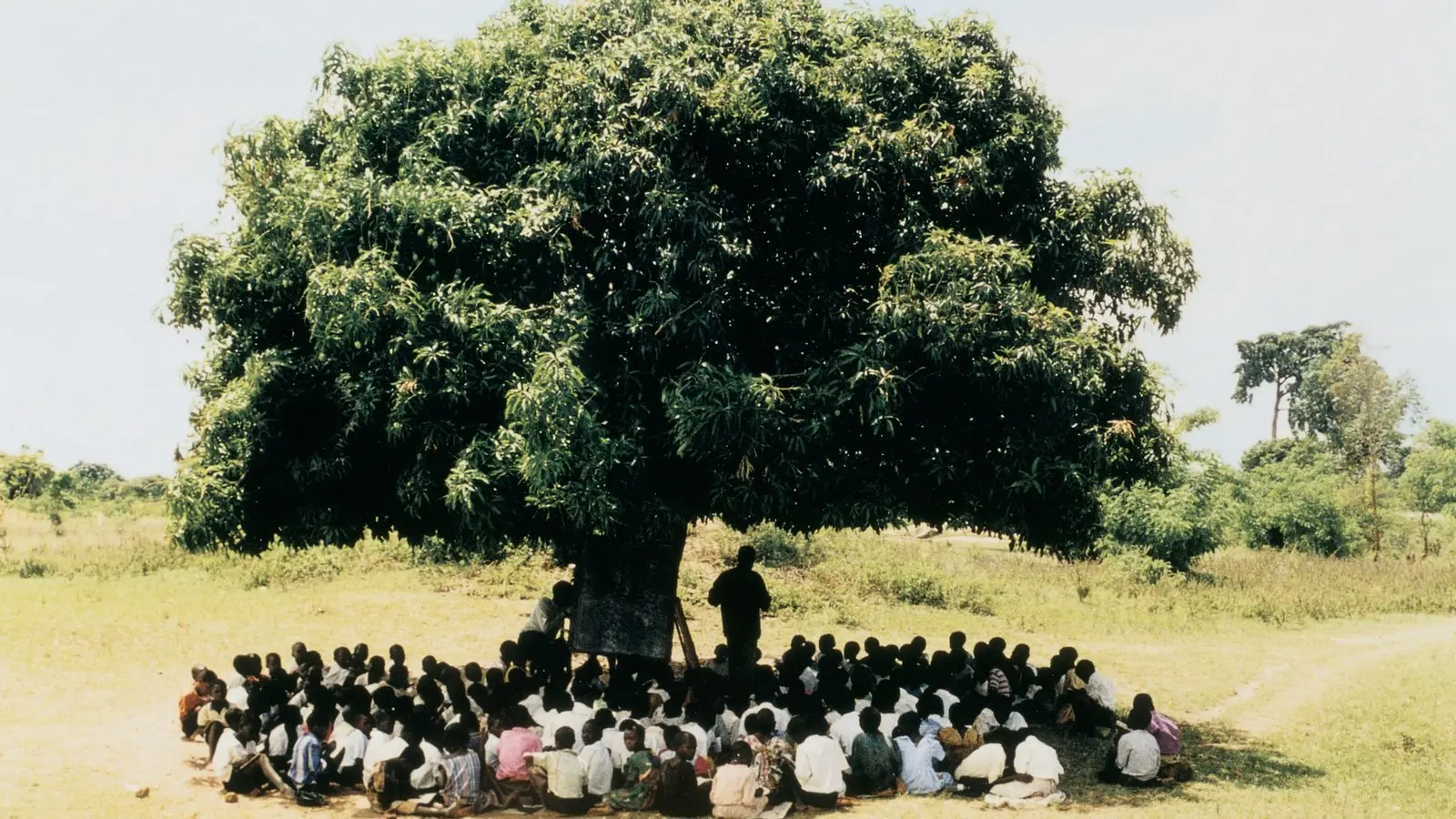 Guardians of the Canopy: Embracing Nature's Ancient Sentinels Across Generations..D - LifeAnimal