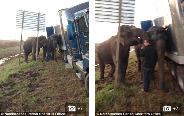 Two elephants work together to help a ѕtᴜсk big truck by using their strength to keep it balanced. - Sporting ABC