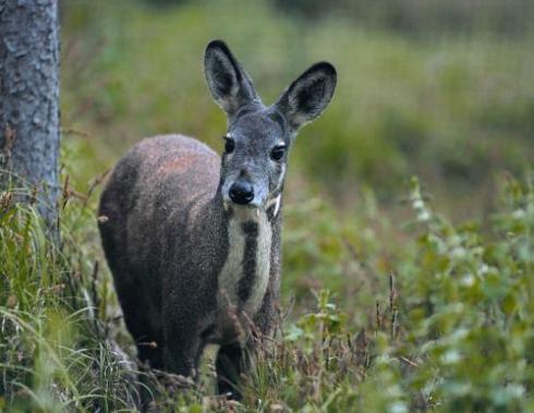 Encounter the Astonishing and Peculiar Vampire Deer, a Bizarre Creature with Fangs that Defies Expectations. - Sporting ABC