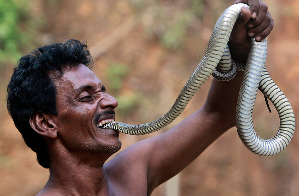 The famous snake-eating tribe known as the "Snake Hunters" (Video).f - LifeAnimal