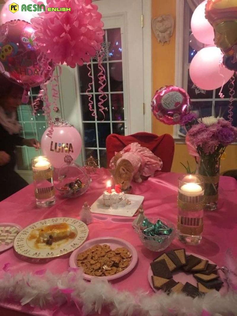 A Quinceañera-Style Party Honors a Feline’s 15th Birthday – Icestech