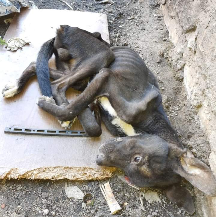 With a lowered head, this unfortunate dog expresses her agony and sadness through her gaze, silently begging for assistance and compassion. - Puppies Love