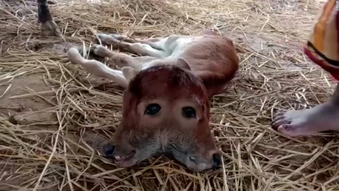 Baby goat born with the most terrifying 2-headed mutation on the planet makes everyone scared (Video).f - LifeAnimal