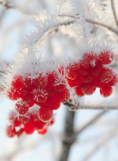 In a winter’s embrace, the garden of fruit blossoms lies beneath a pristine blanket of frozen snow.VoUyen