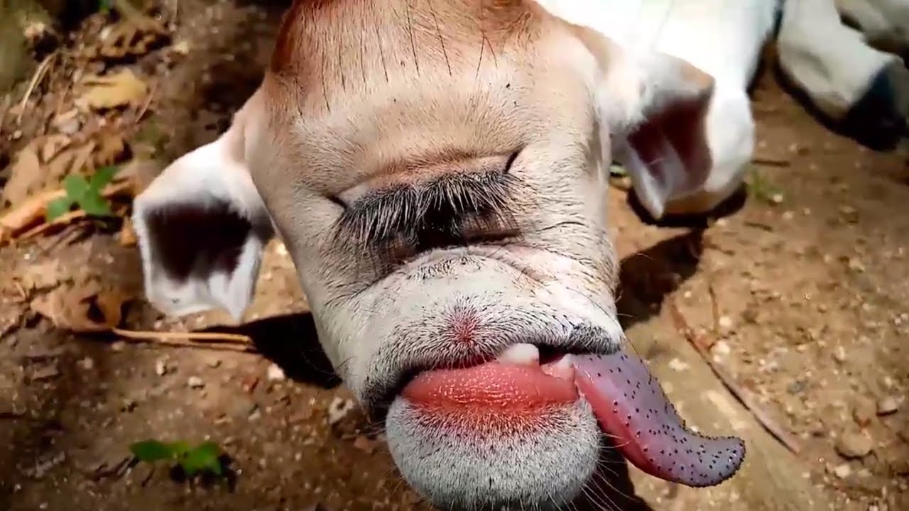 Calves abandoned because of strange faces : Villagers worry about the end of the world (Video).f - LifeAnimal