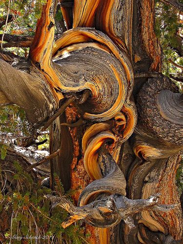 The unusual trunk of the pine tree allows it to twist and take on the strangest shapes. – Tech Reactions News