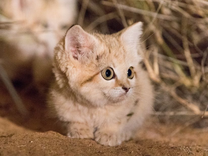 Discover the Elusive Sand Cat: A Fascinating Feline of the Desert - Yeudon