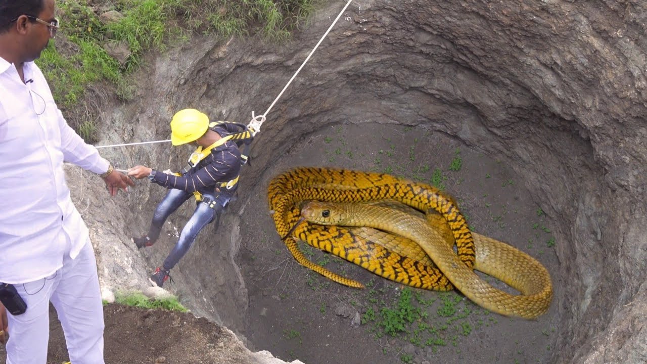 The shock of discovering a giant golden snake hiding in a bottomless well for 100 years surprised everyone (Video).f - LifeAnimal