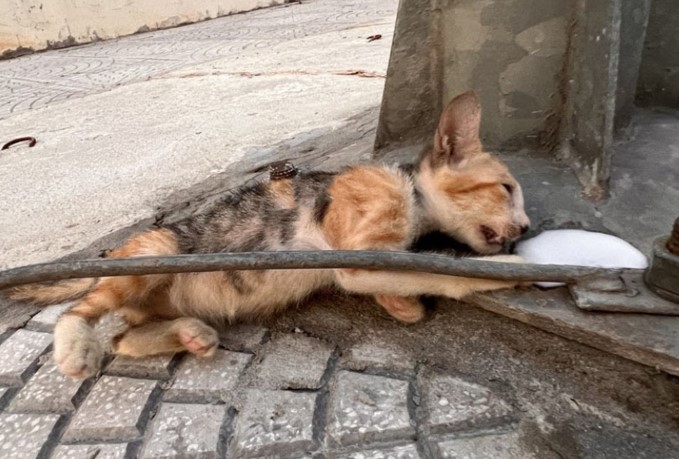 The poor kitten was abandoned and sunstroke on the side of the road, fortunately, a miracle saved the kitten’s life!