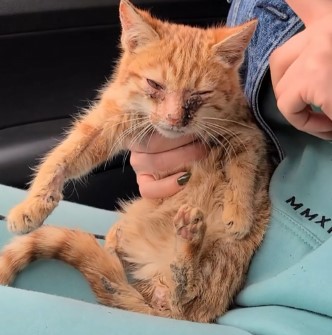 "Rescuing a Feline in Distress: Heartwarming Story of a Compassionate Woman and an Abandoned Cat" - lazode