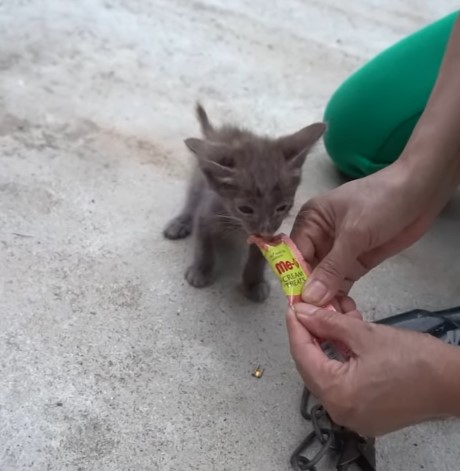 The poor cat who was abandoned by his owner with a big leash has lost his freedom for days, but now he is the happiest kitten!