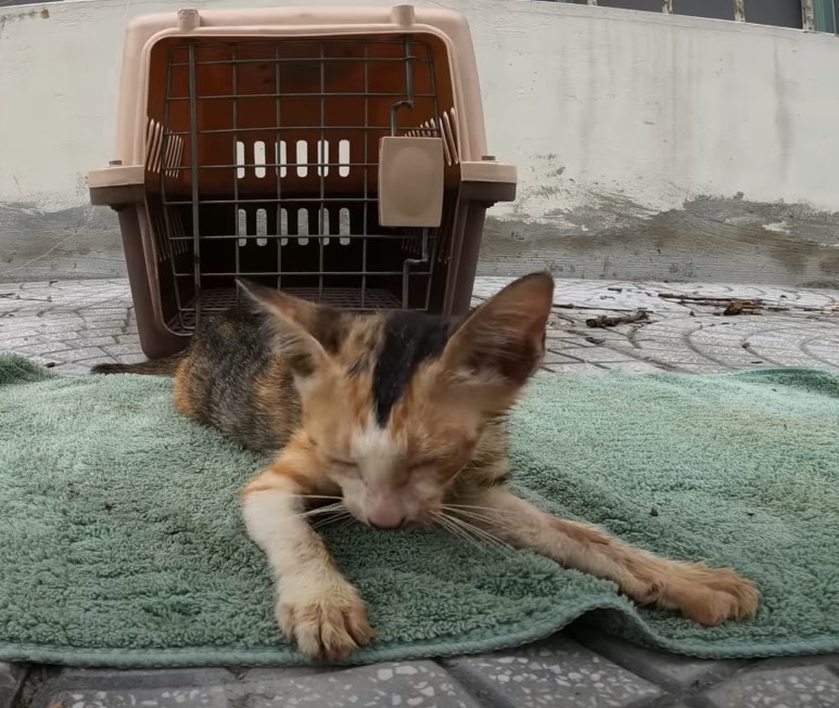 The poor kitten was abandoned and sunstroke on the side of the road, fortunately, a miracle saved the kitten’s life!