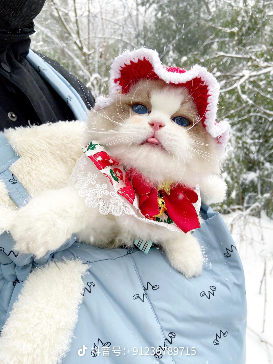 Introducing the cat nicknamed "snow princess" on social media with her stunning blue eyes. - Yeudon