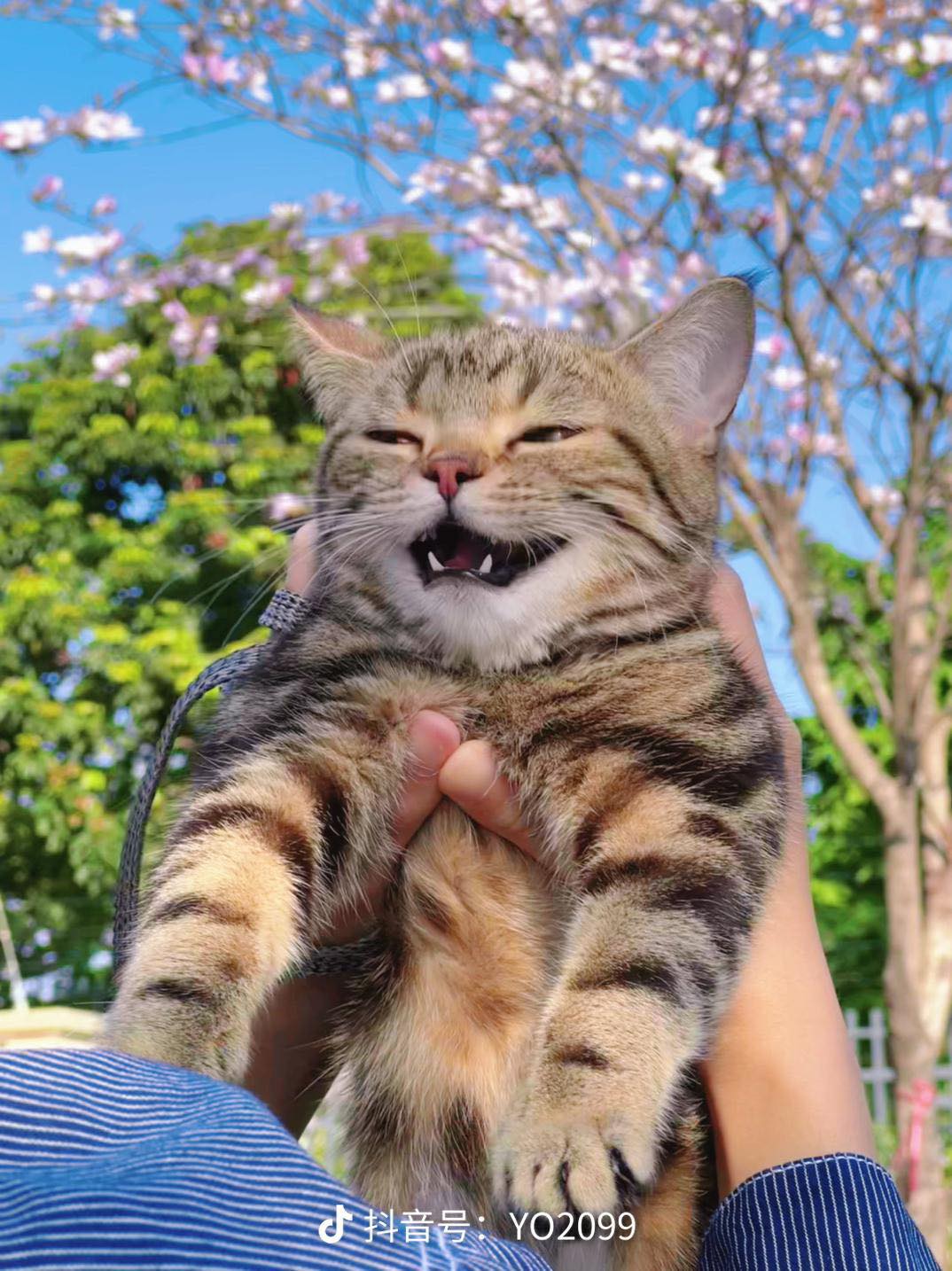 Happy face of the cat when being taken for the first time by its owner to play. - Yeudon