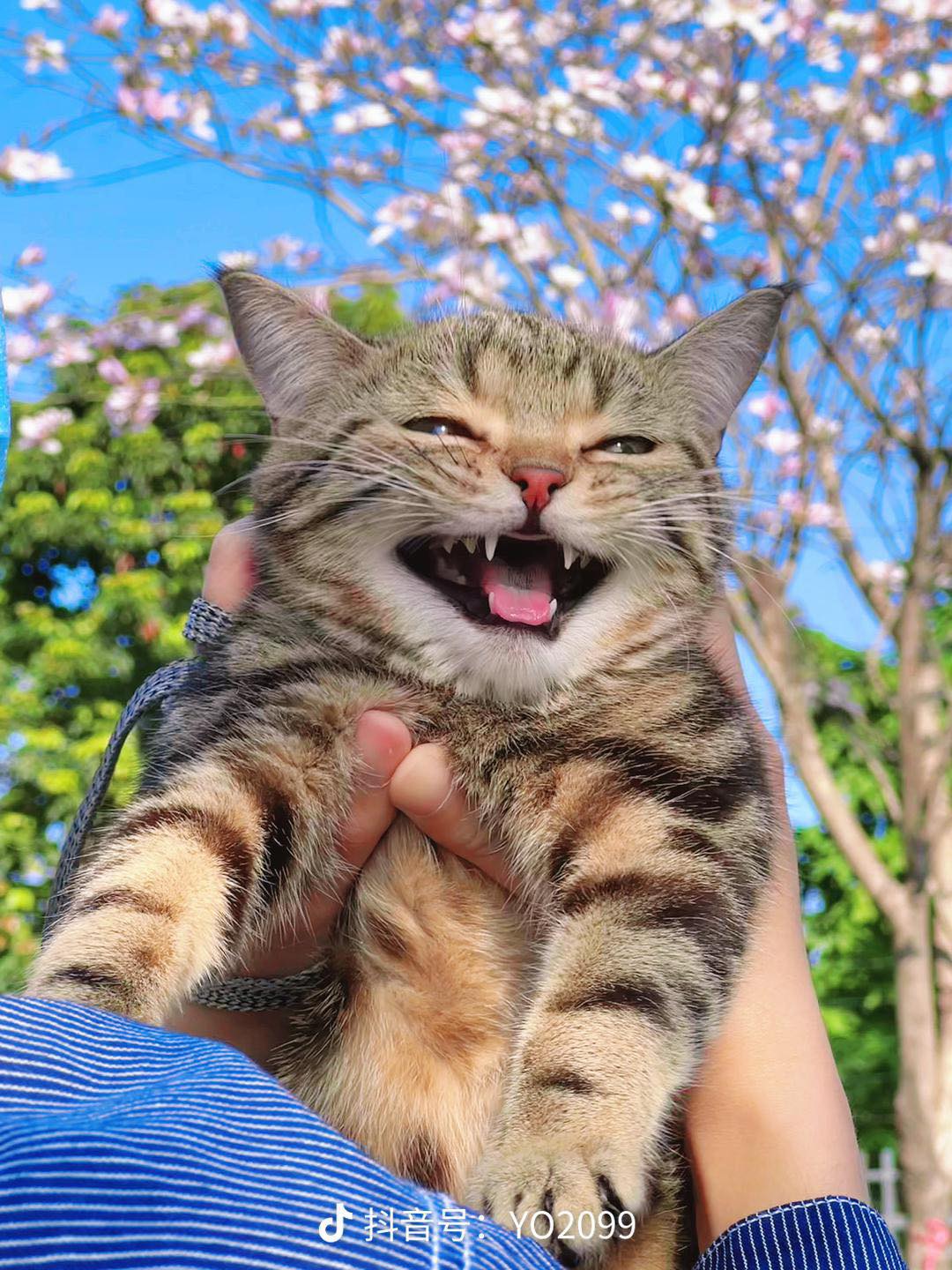 Happy face of the cat when being taken for the first time by its owner to play. - Yeudon