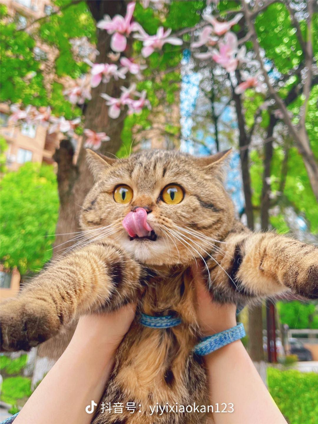 Happy face of the cat when being taken for the first time by its owner to play. - Yeudon