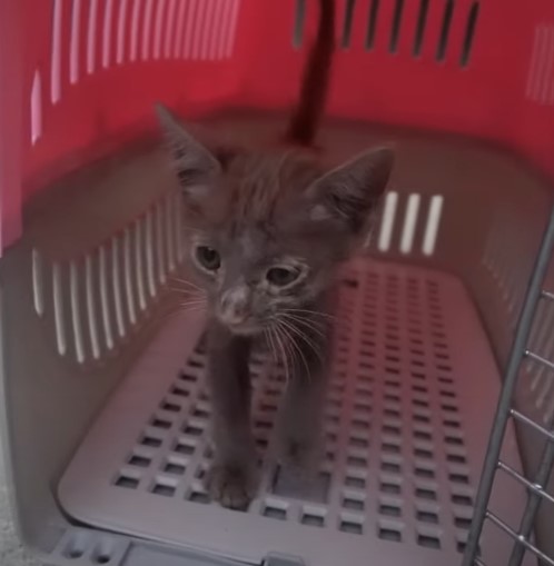 The poor cat who was abandoned by his owner with a big leash has lost his freedom for days, but now he is the happiest kitten!