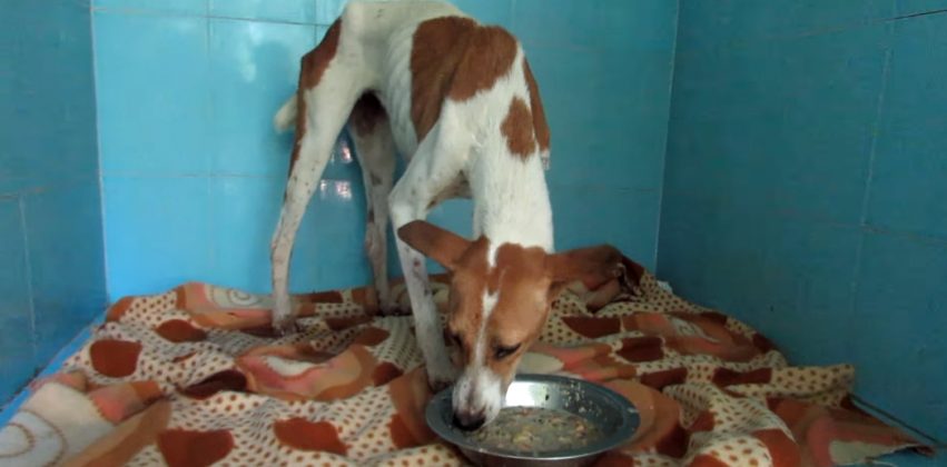 The dog’s incredible recuperation after surviving 5 days trapped in a well without food was nothing short of miraculous! – Puppies Love