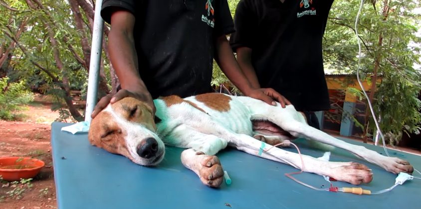 The dog’s incredible recuperation after surviving 5 days trapped in a well without food was nothing short of miraculous! – Puppies Love