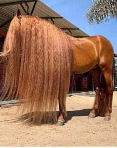 Enchanting Elegance: Discover the Most Coveted Horse Breeds Adorned with Exquisite Long Manes and Tails - Prepare to Be Amazed! (VIDEO)