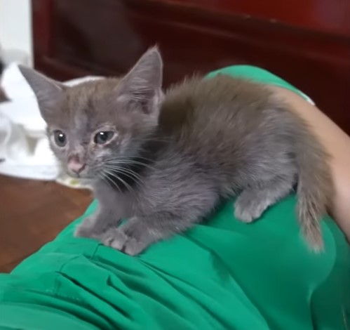 The poor cat who was abandoned by his owner with a big leash has lost his freedom for days, but now he is the happiest kitten!