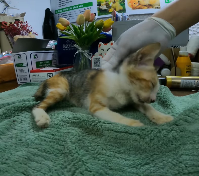 The poor kitten was abandoned and sunstroke on the side of the road, fortunately, a miracle saved the kitten’s life!