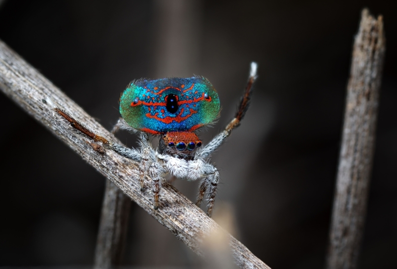 Awesome Facts About This Stгапɡe Creature: Spider's Dance to Woo its Mate - Sporting ABC