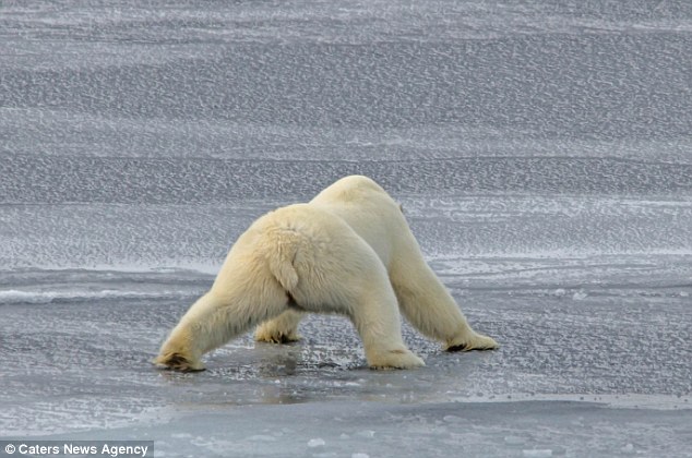 A polar bear was сарtᴜгed on camera as it carefully navigated across a treacherous expanse of thin ice. - Sporting ABC