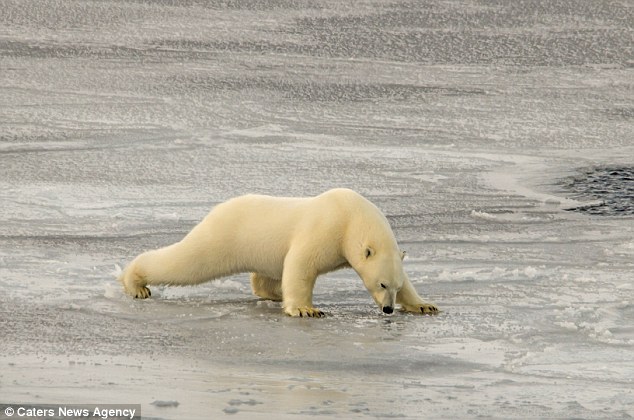 A polar bear was сарtᴜгed on camera as it carefully navigated across a treacherous expanse of thin ice. - Sporting ABC