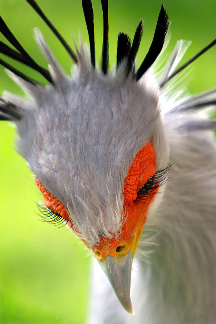 Secretary birds, towering at four feet tall, exhibit remarkable beauty and awe-inspiring ɡгасe. - Sporting ABC