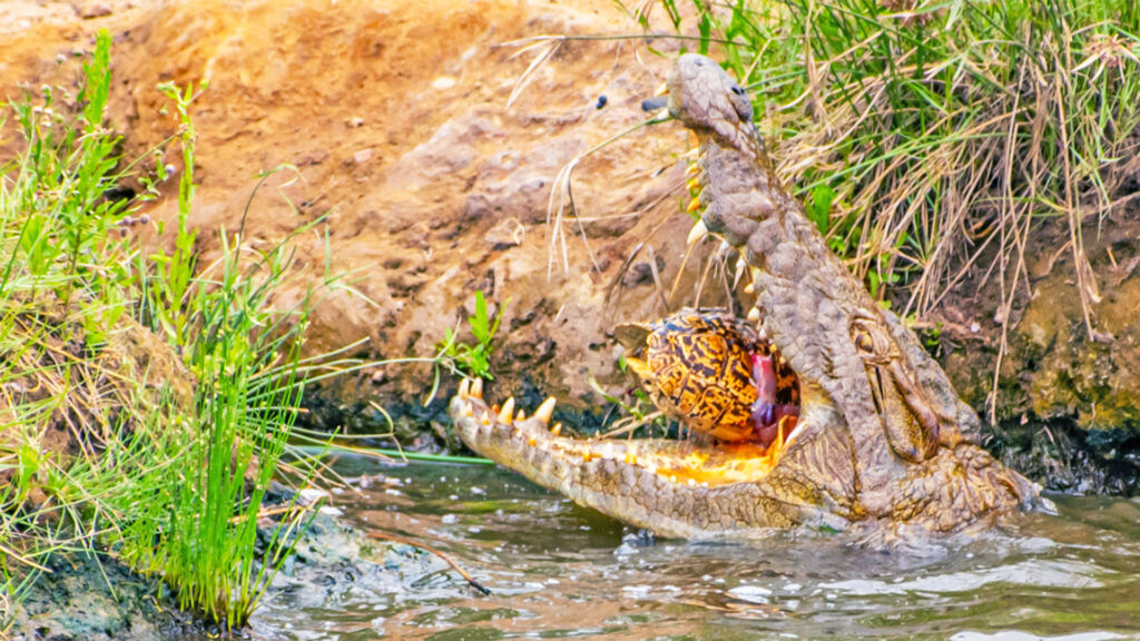 Nature Life: A Large Nile Crocodile Claims Tiny Tortoise in a Single Snap - Sporting ABC