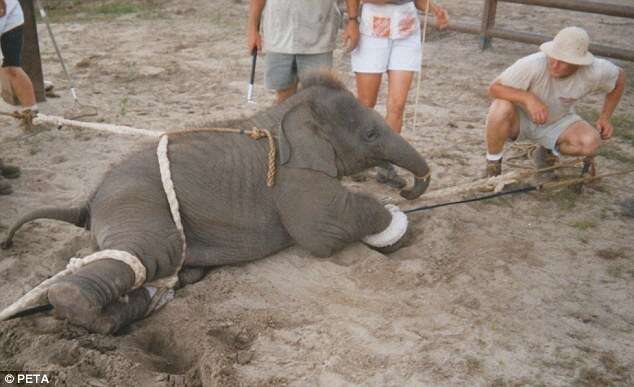 Heart-breaking Photos of the Process of Training Baby Elephants for the Circus - Sporting ABC