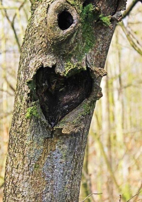 Unveiling Nature's Love Story: The Enigmatic Saga of Heart-Shaped Trees, Symbolizing Enduring Love and Vibrant Vitality