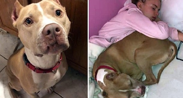 An abused bait dog is heartlessly left chained to a fence, while an infection ravages its body. - Puppies Love