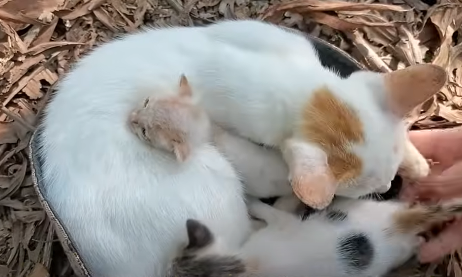 Newborn kitten cries when she sees her mother lying motionless on her left side full of thorns