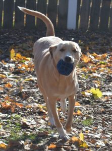 The Saddest Dog In The World Lost Her Home Again And Will Be Put To Sleep If She Doesn't Get Adopted Promptly