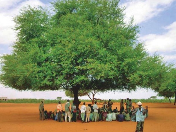 Guardians of the Canopy: Embracing Nature's Ancient Sentinels Across Generations..D - LifeAnimal