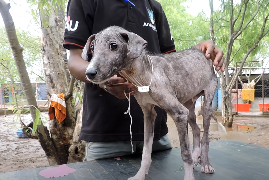 Rescued a Unwell Dog, Cruelly Encased in a Plastic Bag and Discarded on the Streets by its Owner. - Puppies Love