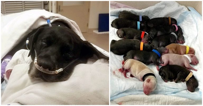 Mama dog dumped at shelter during labor complications loses all 21 of her puppies, highlighting the heartbreaking challenges faced by animals in distress. - Puppies Love